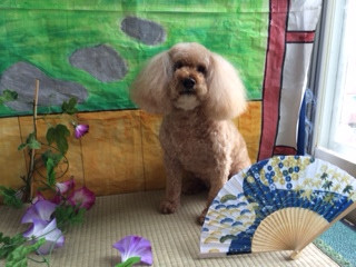 ノルドちゃん山形市ペットサロンわんニャンシャンプー