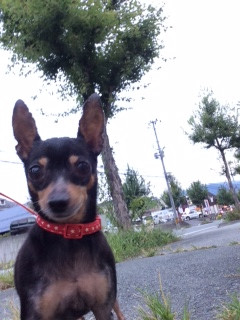 ルビーちゃん山形市ペットホテルわんニャンシャンプー