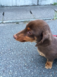 くぅちゃん山形市ペットホテルわんニャンシャンプー