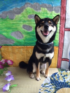 黒丸ちゃん山形市ペットサロンわんニャンシャンプー