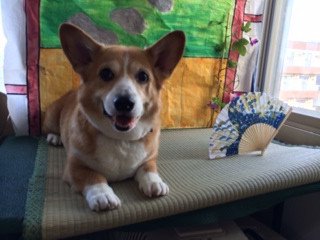 一護ちゃん山形市ペットサロンわんニャンシャンプー