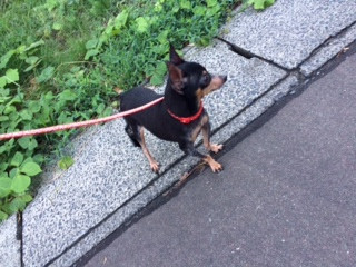 ルビーちゃん山形市ペットホテルわんニャンシャンプー