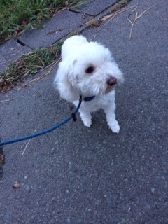 カノンちゃん山形市ペットホテルわんニャンシャンプー