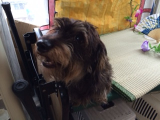 ダンちゃん山形市ペットサロンわんニャンシャンプー