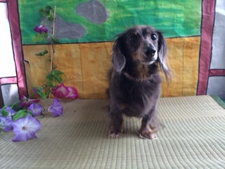 モカちゃん山形市ペットホテルわんニャンシャンプー