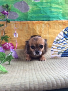 チョコちゃん山形市ペットサロンわんニャンシャンプー