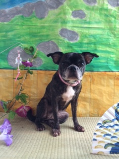 パボちゃん山形市ペットサロンわんニャンシャンプー