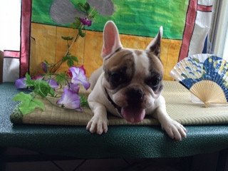 ヒューゴちゃん山形市ペットサロンわんニャンシャンプー