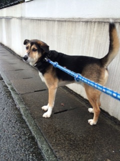 太助ちゃん山形市ペットホテルわんニャンシャンプー