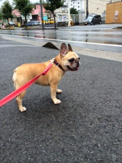 あんずちゃん山形市ペットホテルわんニャンシャンプー