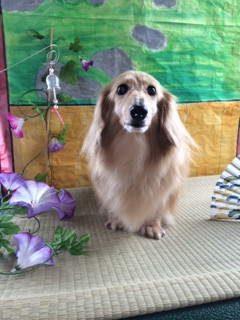 トロちゃん山形市ペットサロンわんニャンシャンプー