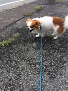 ちゃっぴぃちゃん山形市ペットホテルわんニャンシャンプー