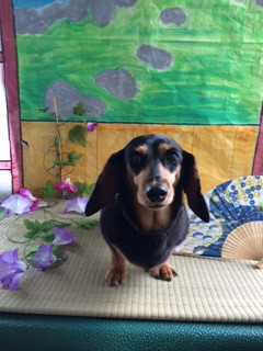 リクちゃん山形市ペットサロンわんニャンシャンプー