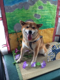 太郎ちゃん山形市ペットサロンわんニャンシャンプー