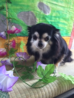 黒ごまちゃん山形市ペットサロンわんニャンシャンプー