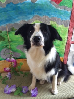 アンちゃん山形市ペットサロンわんニャンシャンプー