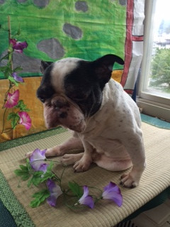 まるちゃん山形市ペットサロンわんニャンシャンプー