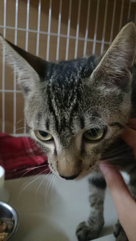 ことらちゃん 山形市 ペットホテル わんニャンシャンプー