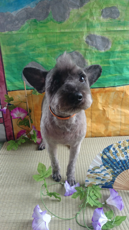 ジルちゃん&ジャックちゃん 山形市 ペットサロン わんニャンシャンプー