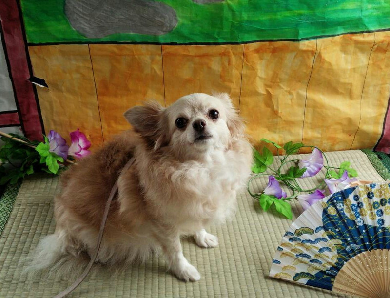 ラムちゃん&ココちゃん 山形市 ペットサロン わんニャンシャンプー