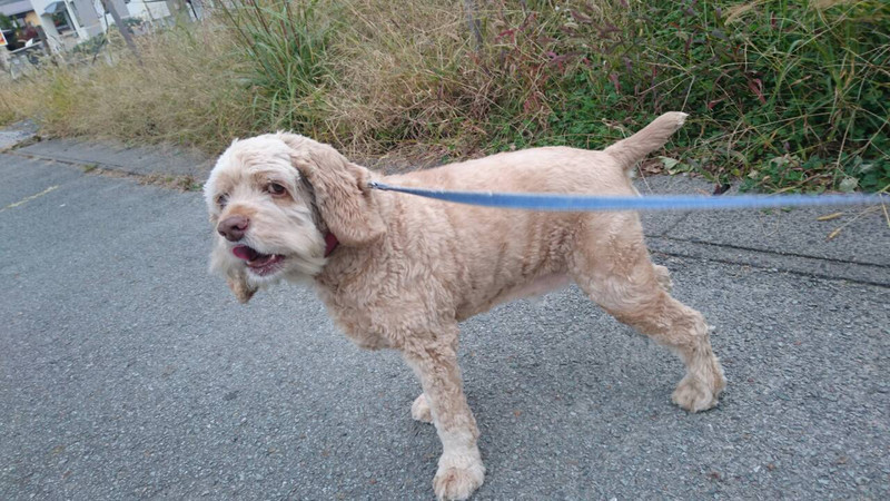 ココちゃん 山形市 ペットホテル わんニャンシャンプー