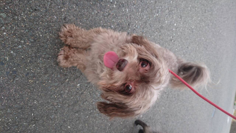 ケロロちゃん 山形市 ペットホテル わんニャンシャンプー