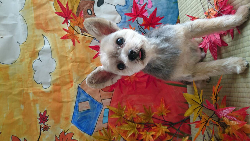 レオちゃん 山形市 ペットサロン わんニャンシャンプー