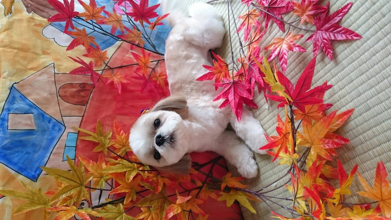 ダッフィーちゃん 山形市 ペットサロン わんニャンシャンプー