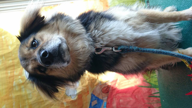 ラッキーちゃん 山形市 ペットサロン わんニャンシャンプー