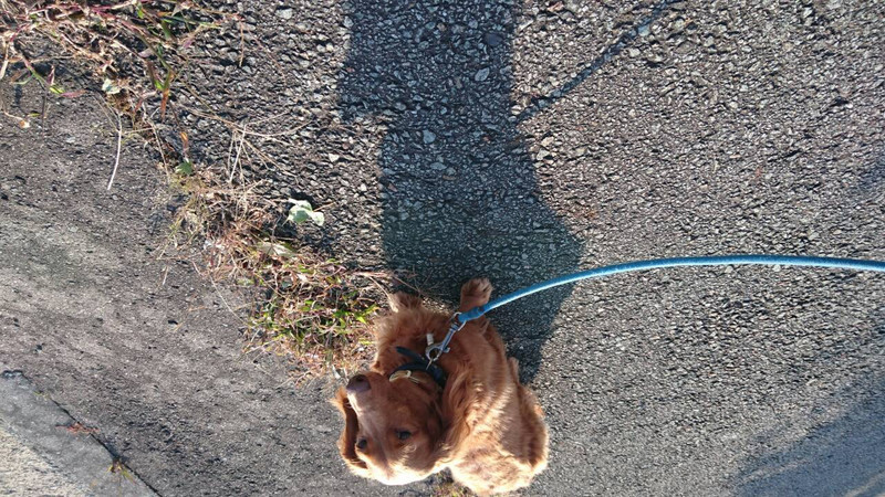 ラヴィちゃん 山形市 ペットホテル わんニャンシャンプー