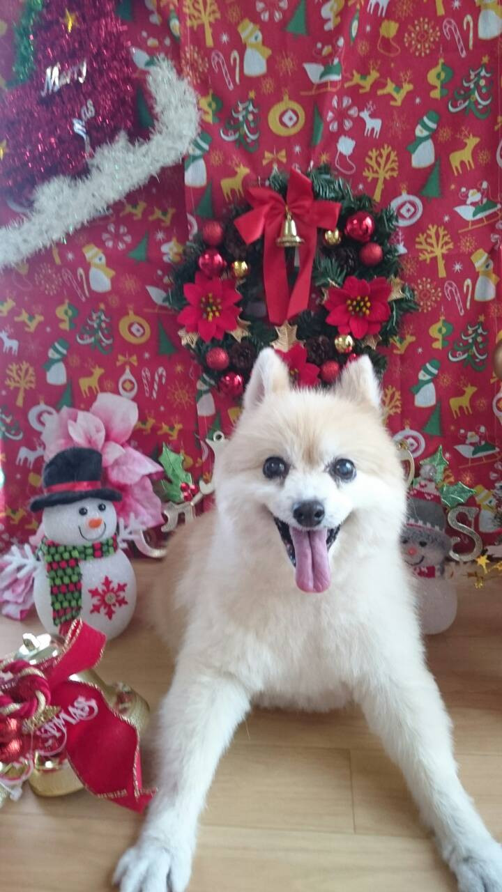 メイメイちゃん 山形市 ペットサロン わんニャンシャンプー