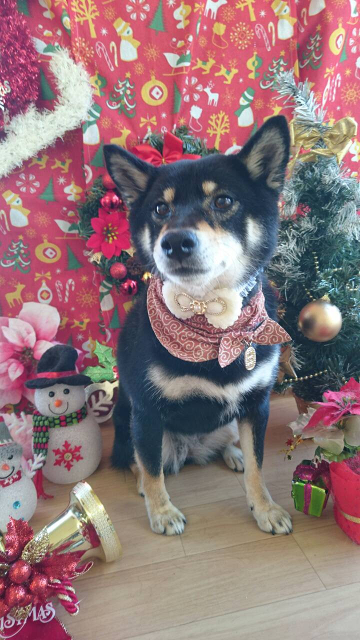 椿ちゃん 山形市 ペットサロン わんニャンシャンプー