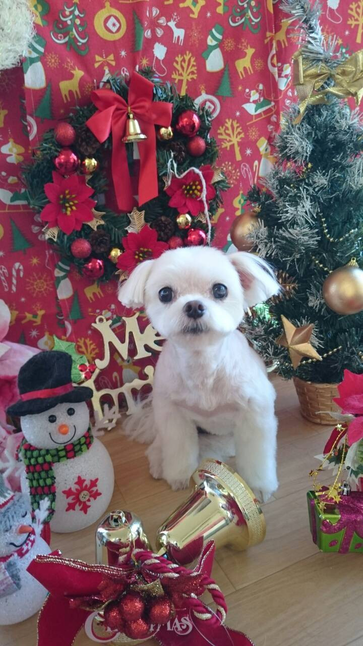 ピッコロちゃん&ポロリちゃん 山形市 ペットサロン わんニャンシャンプー