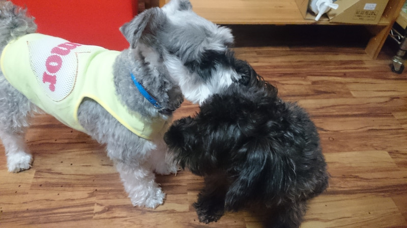 シュシュちゃん 山形市 ペットホテル わんニャンシャンプー