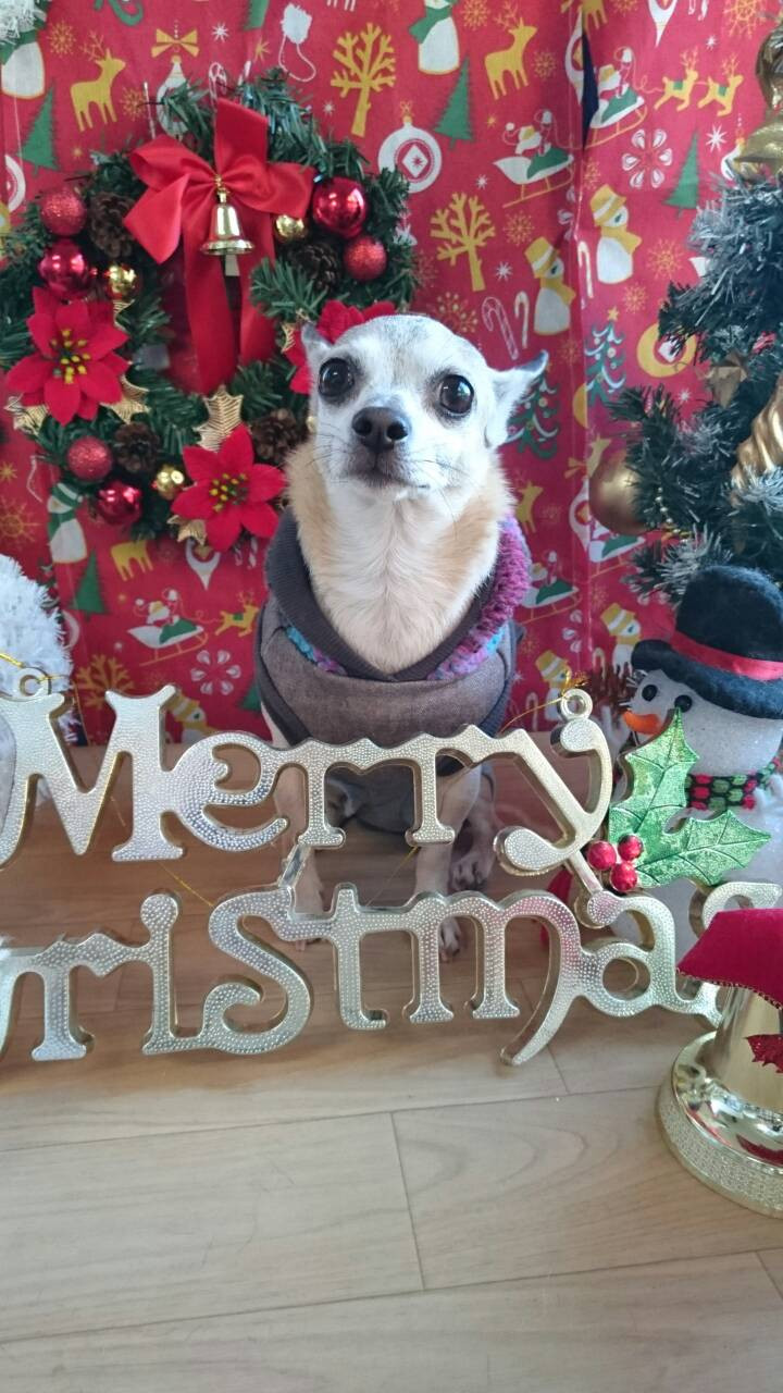 リノちゃん 山形市 ペットサロン わんニャンシャンプー