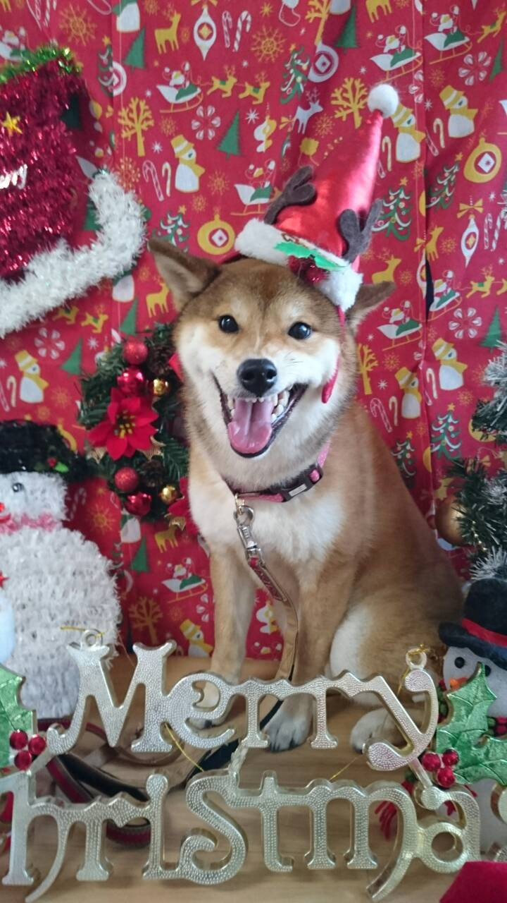 はなちゃん 山形市 ペットホテル わんニャンシャンプー