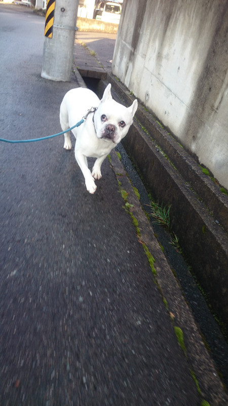 桃太郎ちゃん 山形市 ペットホテル わんニャンシャンプー