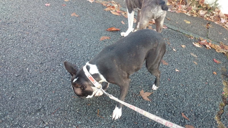 チェリーちゃん&ジョナサン&ちゃぺるちゃん 山形市 ペットホテル わんニャンシャンプー