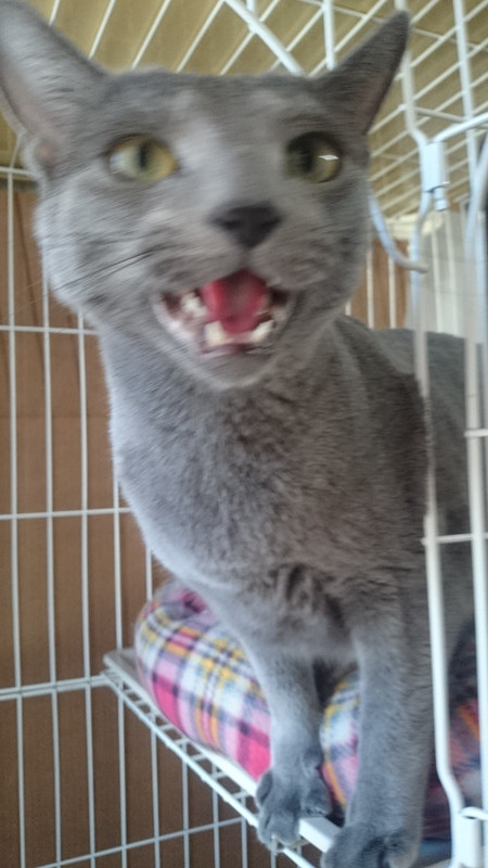 ロイちゃん 山形市 ペットホテル わんニャンシャンプー