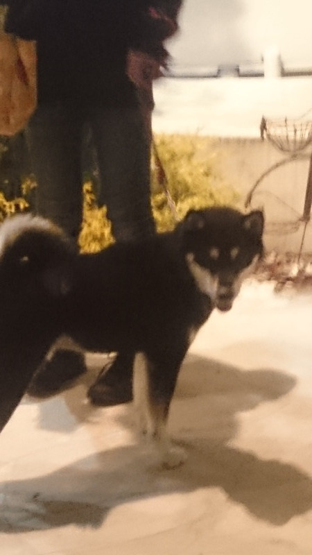 黒兵衛ちゃん 山形市 ペットホテル わんニャンシャンプー