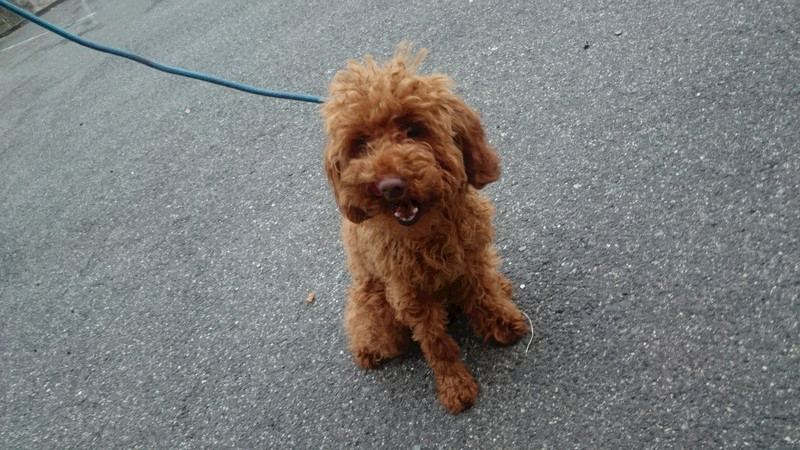 チョコちゃん 山形市 ペットホテル わんニャンシャンプー