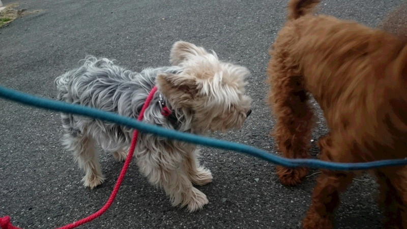 レオちゃん 山形市 ペットホテル わんニャンシャンプー