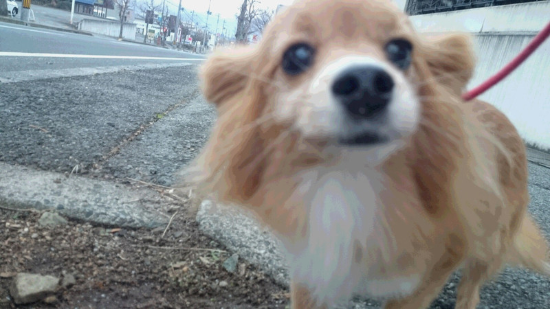 まっくすちゃん 山形市 ペットホテル わんニャンシャンプー