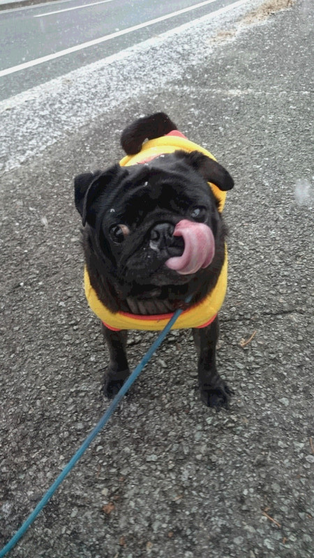 リルちゃん 山形市 ペットホテル わんニャンシャンプー