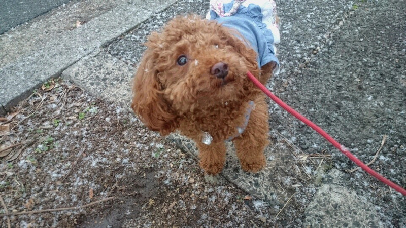 ゆうちゃん 山形市 ペットホテル わんニャンシャンプー