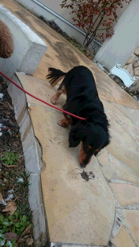 むぎちゃん 山形市 ペットホテル わんニャンシャンプー