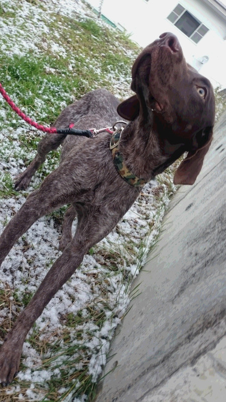 マレちゃん 山形市 ペットホテル わんニャンシャンプー