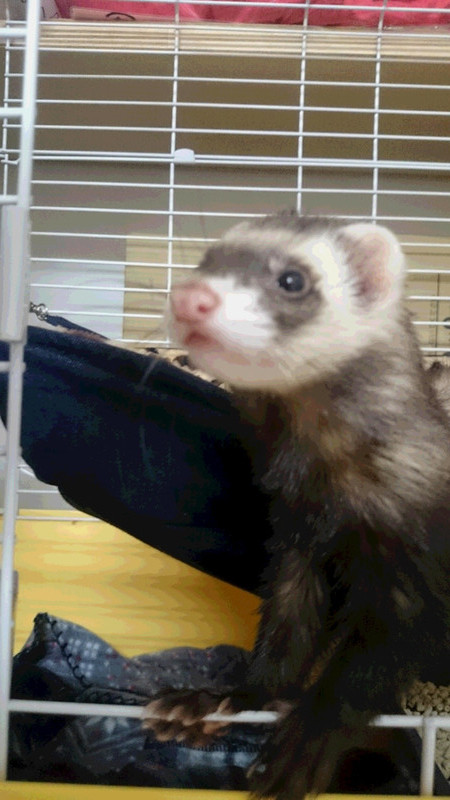 ナノちゃん 山形市 ペットホテル わんニャンシャンプー