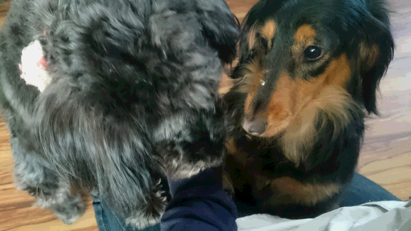 むぎちゃん 山形市 ペットホテル わんニャンシャンプー