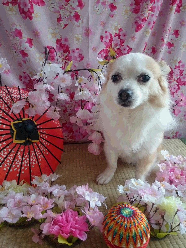 MIXのちゅうちゃん グルーミングコース